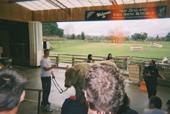 Farm show, Rotorua